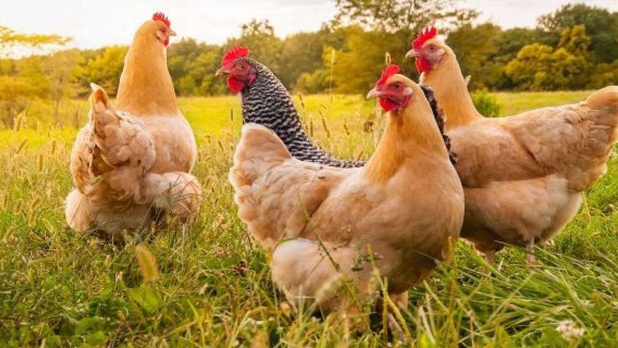 Everything On Poultry Farming In Nigeria