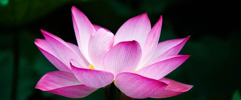 Lotus, Lotus flower, best flower in the world, Most Beautiful Flowers In The World