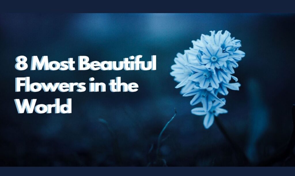 Most Beautiful Flowers Most Beautiful Flower Beautiful Flowers In The WorldMost Beautiful Flowers In The World