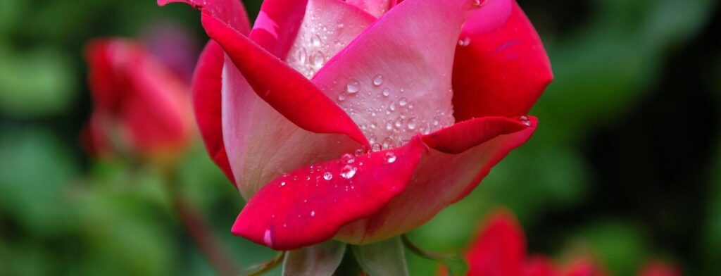 Rose flower, Most beautiful flower, best flower in the world
