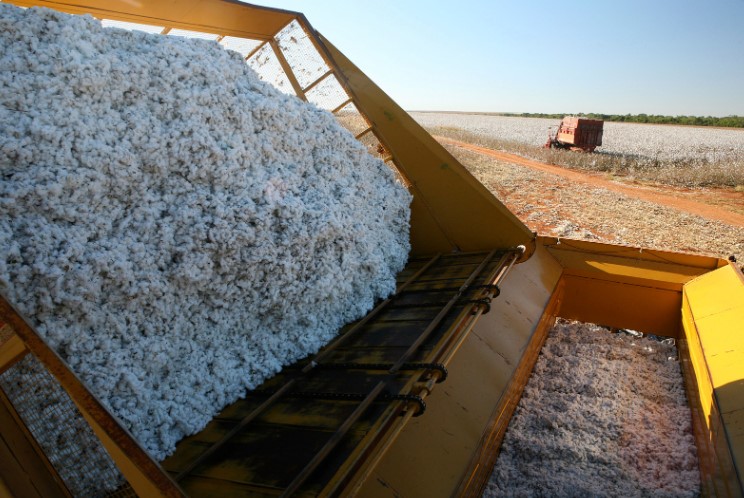 Cotton Harvesting, Cotton Harvester