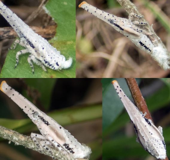 new lanternfly species vietnam cambodia​